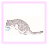 にゃん度5.5