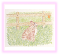 にゃん度7.5