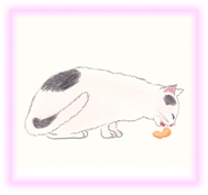 にゃん度5