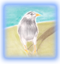 トップへ・ムクドリ